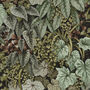 Forest Walled Garden Lampshade In Olive, thumbnail 5 of 10