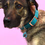 Personalised Dog Tag And Collar Gift Set, thumbnail 4 of 12