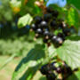 Blackcurrant Plants, 'Ben Sarek', thumbnail 6 of 12