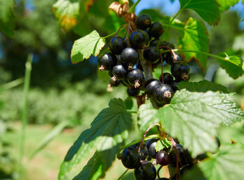 Blackcurrant Plants, 'Ben Sarek', 6 of 12