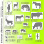 Seven British Forest Animal Wall Stickers, thumbnail 6 of 7