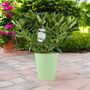 White Rhododendron Flowering Shrub In 5 L Pot, thumbnail 6 of 7