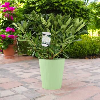 White Rhododendron Flowering Shrub In 5 L Pot, 6 of 7