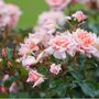 Climbing Rose 'Compassion' Plant In Five Litre Pot, thumbnail 2 of 4