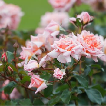Climbing Rose 'Compassion' Plant In Five Litre Pot, 2 of 4