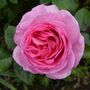 Rose Bush Plants, 'Mum In A Million', Plants In 3 L Pots, thumbnail 2 of 4