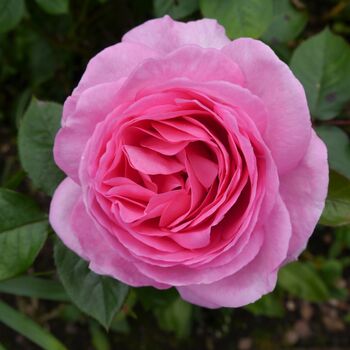 Rose Bush Plants, 'Mum In A Million', Plants In 3 L Pots, 2 of 4