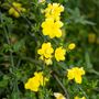 Perennial Jasmine Nudiflorum One Plant In Litre Pot, thumbnail 5 of 5