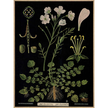 Cardamine, Canvas Wall Art, 3 of 7