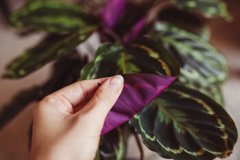 Calathea 'Medallion' Houseplant, 2 of 5