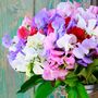 Sweet Pea 'Giant Cut Flower Mix' Three X 9cm Pots, thumbnail 1 of 4