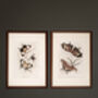 Framed Set Of Two Vintage Butterfly Art Prints, thumbnail 2 of 9