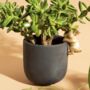 Golden Rabbit Black Planter, thumbnail 1 of 4