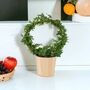 Hedera Ivy Hoop Air Purifying Houseplant In 12cm Pot, thumbnail 6 of 7