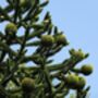 Gardening Gift. Grow Your Own Monkey Puzzle Tree, thumbnail 3 of 4
