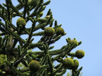Gardening Gift. Grow Your Own Monkey Puzzle Tree, 3 of 4