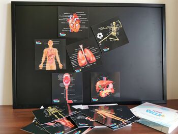 Human Anatomy Learning Cards And Gift Set, 7 of 12