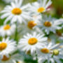 Herb Plants, Chamomile 'Roman' In A 9cm Pot, thumbnail 3 of 8
