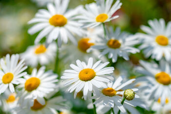 Herb Plants, Chamomile 'Roman' In A 9cm Pot, 3 of 8