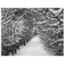 Winter Snow, Black And White, Art Print, thumbnail 5 of 7