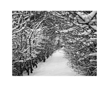 Winter Snow, Black And White, Art Print, 5 of 7