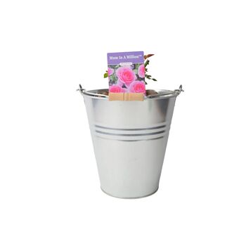 Mum In A Million Rose Bush – Fragrant Pink Gift Rose, 4 of 7