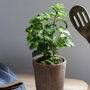 Faux Potted Mint Herb Plant, thumbnail 3 of 3