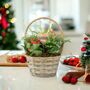 Christmas Plant Basket Rose, Peace Lily And Kalanchoe Gift Set, thumbnail 1 of 3