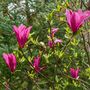 Magonlia Tree Magnolia 'Susan' One In 10 Litre Pot, thumbnail 5 of 5