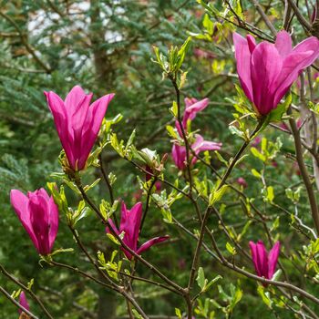 Magonlia Tree Magnolia 'Susan' One In 10 Litre Pot, 5 of 5