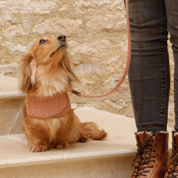 Luxury Sandstone Tweed Dog Harnesses, 3 of 3