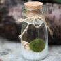 Marimo Moss Ball Terrarium In Glass Milk Jar, thumbnail 2 of 5