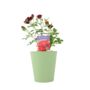 Rose 'Sweet Wishes' Fragrant Pink Floribunda 4 L Pot, thumbnail 2 of 5
