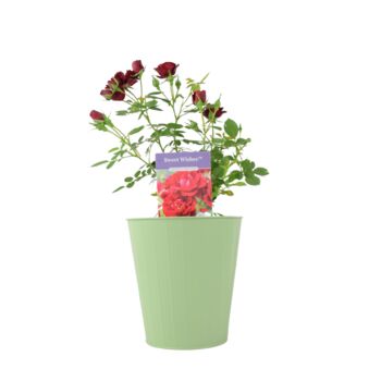 Rose 'Sweet Wishes' Fragrant Pink Floribunda 4 L Pot, 2 of 5