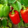 Sweet Pepper Plants Bellboy One X Plant In A 9cm Pot, thumbnail 3 of 4