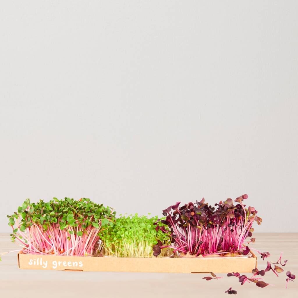 Grow Microgreens Straight Out The Box, 1 of 8