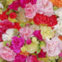 Grow Your Own Pink Bedding Flowers Gift Set, thumbnail 6 of 8