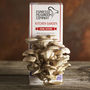 Pearl Oyster Grow Your Own Mushroom Kit, thumbnail 4 of 9