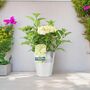 White Hydrangea Plant Elegant Shrub In 3 L Pot, thumbnail 3 of 7