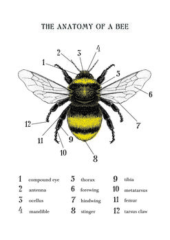 Anatomy Of A Bee Print, 8 of 11