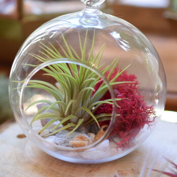Red Diy Hanging Air Plant Terrarium Kit For Plant Lover, 3 of 4