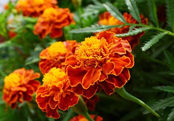 French Marigold 'Mixed Selection' 20 X Plant Pack, 4 of 5