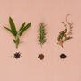 Winter Herbs Seed Kit With Sage, Rosemary And Thyme, thumbnail 2 of 6