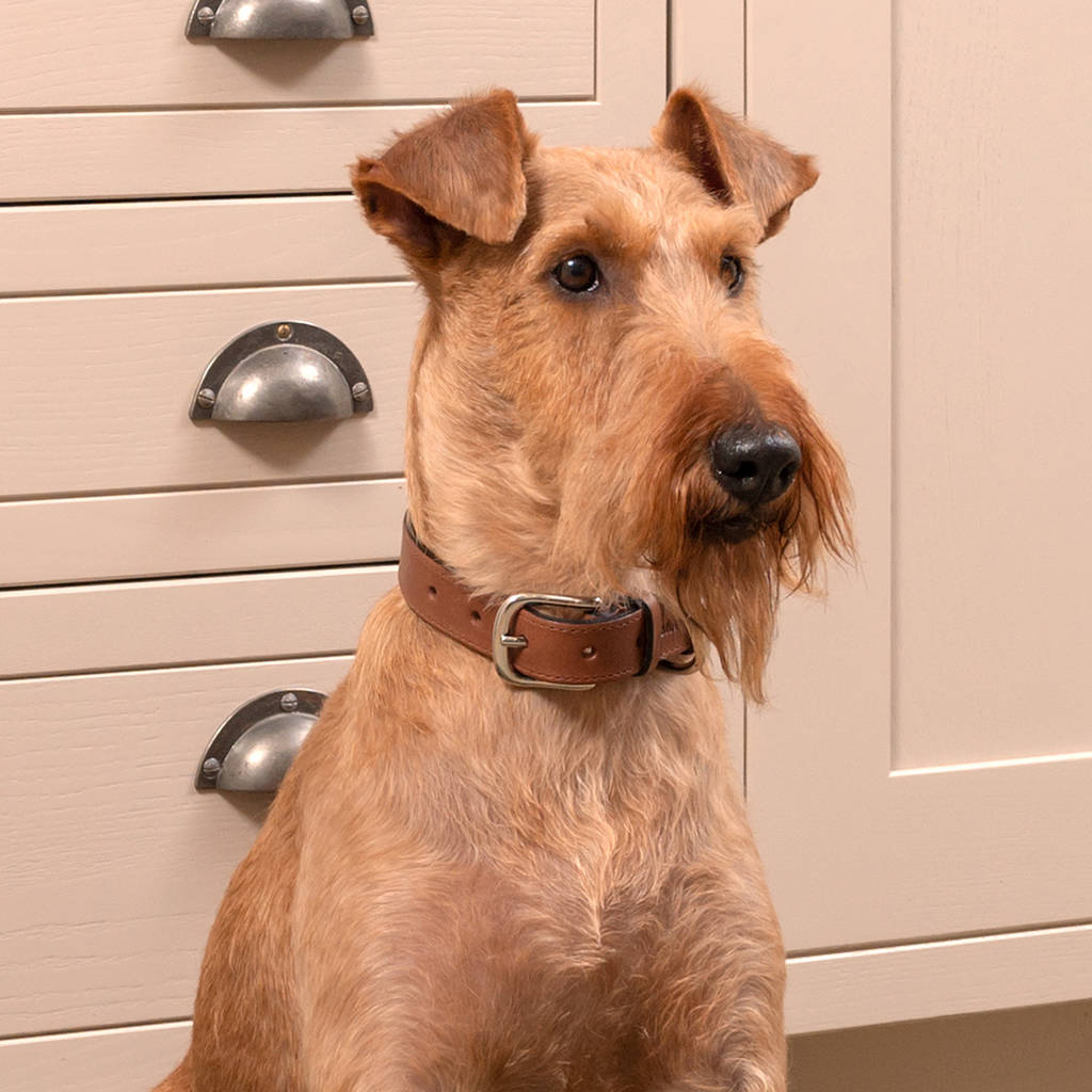 Tan Full Leather Dog Collar And Lead By Mutts & Hounds