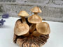 Handcrafted Wavy Cup Mushroom Sculpture Ornament On Natural Teak Root, thumbnail 1 of 5