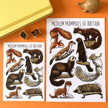 Medium Mammals Of Britain Watercolour Postcard, 4 of 11