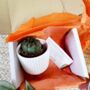Small Cactus Houseplant In Ceramic Pot, thumbnail 5 of 8
