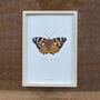 Painted Lady Illustrated Butterfly Print, thumbnail 3 of 5