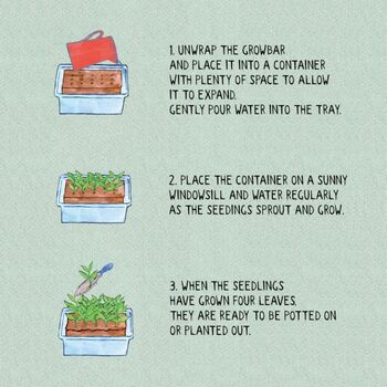 Pub Garden Trio Seed Starter Box, 2 of 3