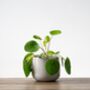 Chinese Money Plant | Pilea Peperomioides, thumbnail 2 of 4